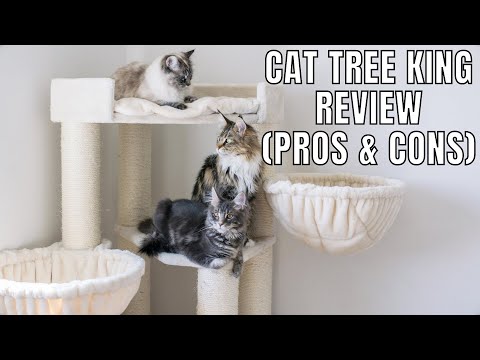 cat-tree-king-review-(pros-&-cons)