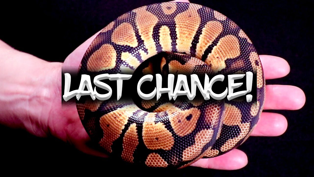 Last Chance to Buy My Snakes! YouTube