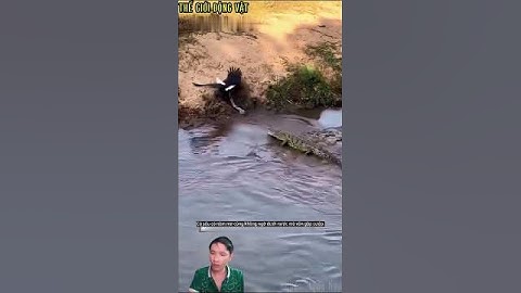 Đại bàng đầu trắng cướp thức ăn của cá sấu. #shortvideo #shorts  #thegioidongvat.