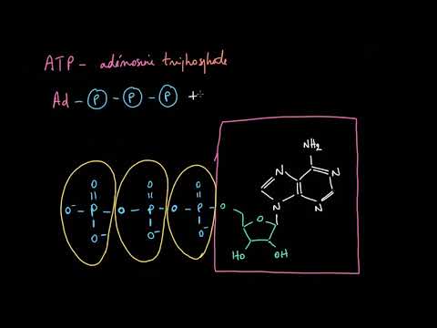 L&rsquo;ATP - adénosine triphosphate