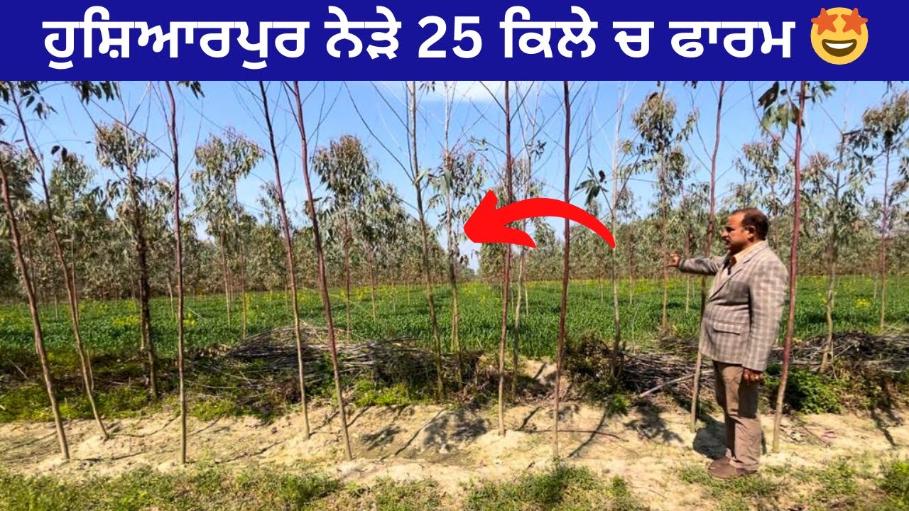 ਹੁਸ਼ਿਆਰਪੁਰ ਭੂੰਗੇ ਵਿੱਖੇ 25 ਕਿੱਲੇ ਚ ਫਾਰਮ 🤩 । 25 acres of farm for sale near Hoshiarpur Punjab