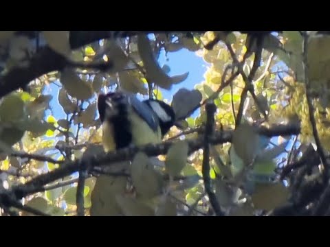 Que curioso son los pajaros😍