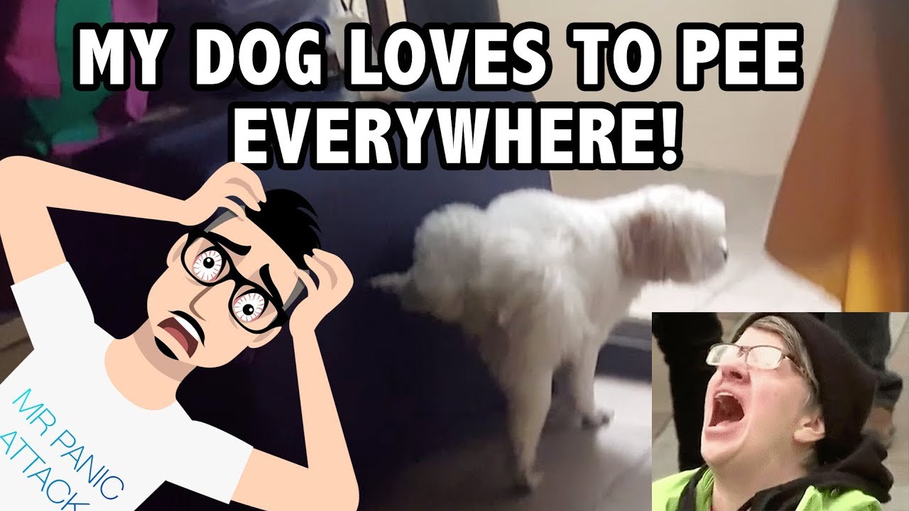 My dog loves to pee everywhere in our house | EPIC CHASE SCENE! | Mr Panic Attack