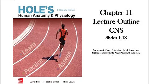 1 Holes Chapter 11 basic structures of CNS video slides 1 18