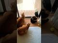 お外が気になる仲間たち #cat #猫のいる暮らし #ねこのこたつ #shorts