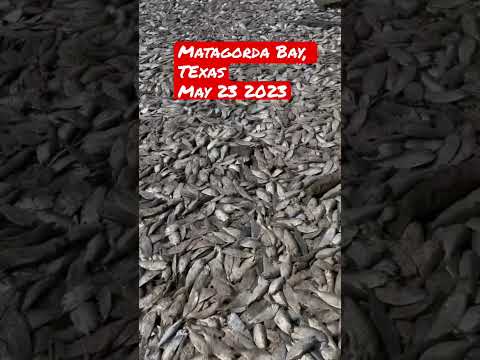 Vídeo: Quais são os peixes da baía de matagorda?