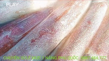 Mực một nắng Phú Quốc