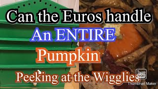 Can the European nightcrawlers handle an entire pumpkin? #worm composting