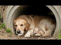 Rescuers Save Weak Mother Dog and Her Dying Puppy