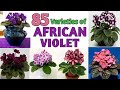 85 Rare African Violet Plant Varieties / African Violet Varieties identification/Plant and Planting
