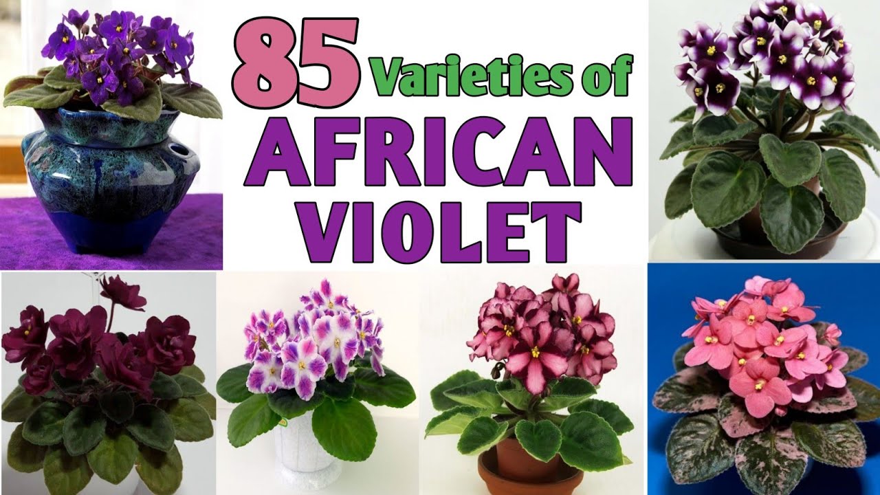 85 Rare African Violet Plant Varieties / African Violet Varieties
