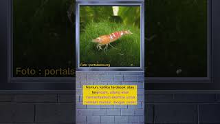 How do shrimp swim?