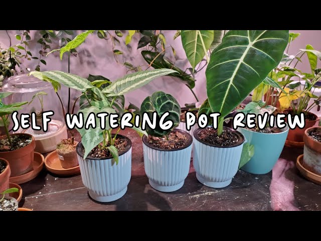 We Tested A Self-Watering Houseplant Pot: Here's How & Why to Use Them –  Outside In