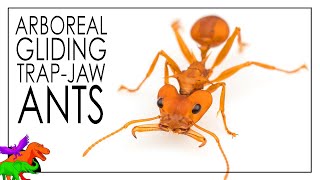 World’s Most Bizarre Trap-Jaw Ants? – Daceton | Animals EXPLAINED