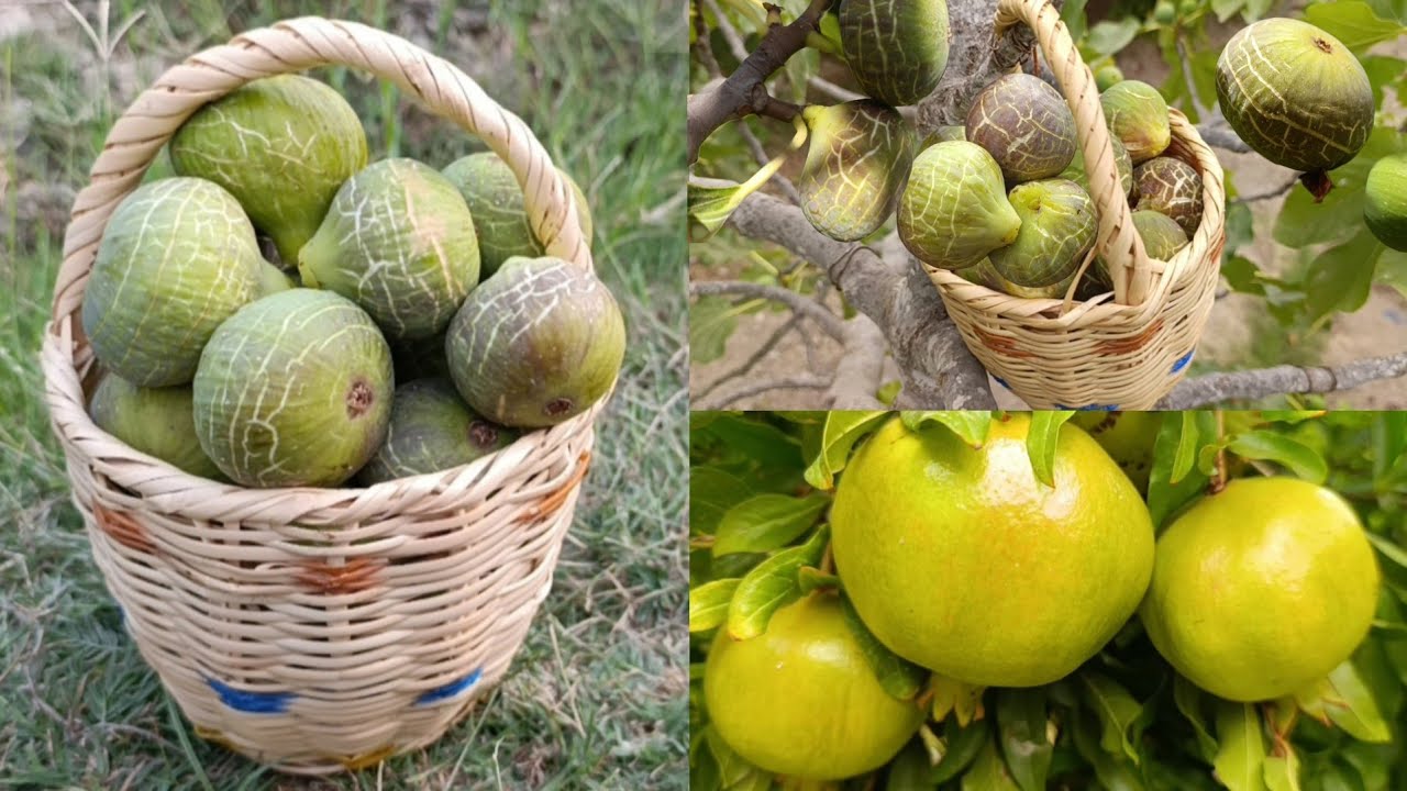 شاهدو خيرات الله في واد غيس فاكهة التين أشتوي نواحي الحسيمة 