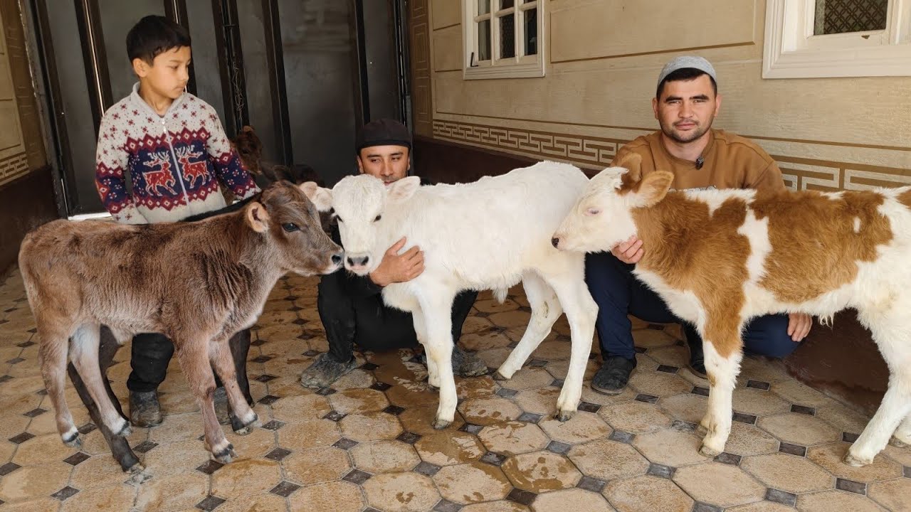 SUT EMDI BO'ZAK NOVVOSCHALAR VA YETUK BO'G'OZLAR SHOSHILAMIZ NARXLAR 👍👍👍 SHKALAT