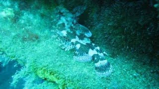Diving in cyprus 2016