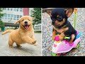 Baby Dogs 🔴 Cute and Funny Dog Videos Compilation #14 | 30 Minutes of Funny Puppy Videos 2021