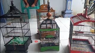 KOLONI PRENJAK TARUNG. Ampuh untuk terapi mental.