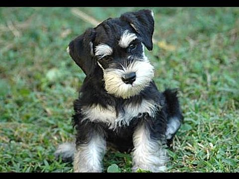 Lo schnauzer