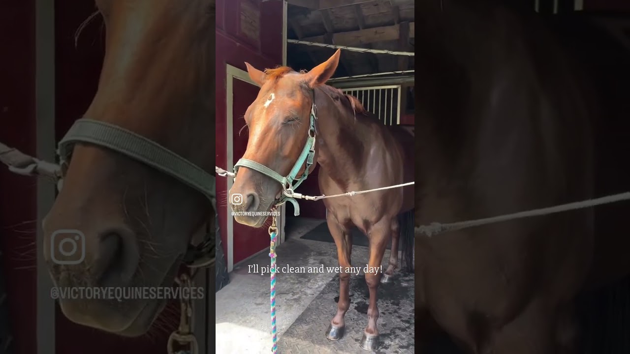 Dirty dry horse vs Clean wet horse