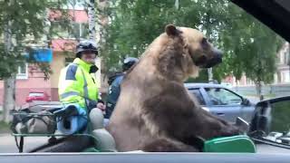 Bear Riding In Motorcyle! (Cheeki Breeki Remix)