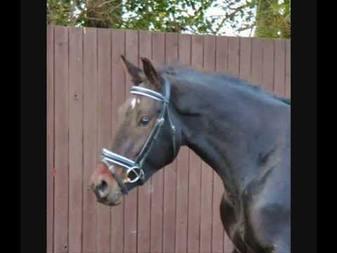 Francis - 3 years old Furst Heinrich x Jetset D Mare