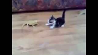 Korkudan Feleği Şaşan Kedi Yavrusu Harika Kedi,Gülme Krizi