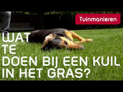 Video: Waarom is het lichaam van mijn hond bedekt met hobbels of bulten?