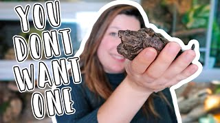 Should You Get An Alligator Snapping Turtle As A Pet? 5 Alligator Snapping Turtle Cons