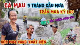 Cà Mau xuất hiện Cơn Mưa Vàng sức sống trở lại sau những ngày khô hạn kỷ lục