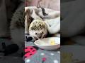 Little Herbert Eating Scrambled Egg A.S.M.R 🥚 #shorts #africanpygmyhedgehog #hedgehog #pets #pet