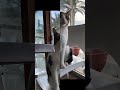 #italy #italia #sicilia #sicily #animal #tiere #katze #cat #gatto