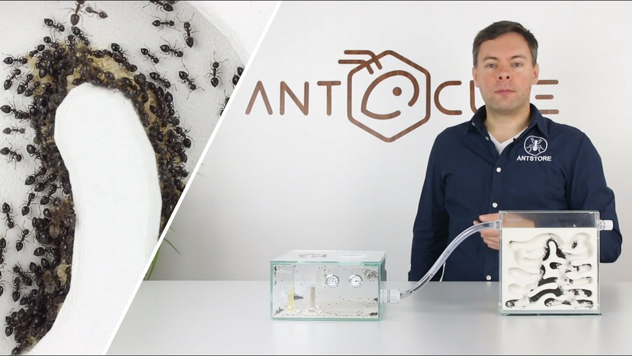 ANTSTORE - Ameisenshop - Ameisen kaufen - Klebeklammern