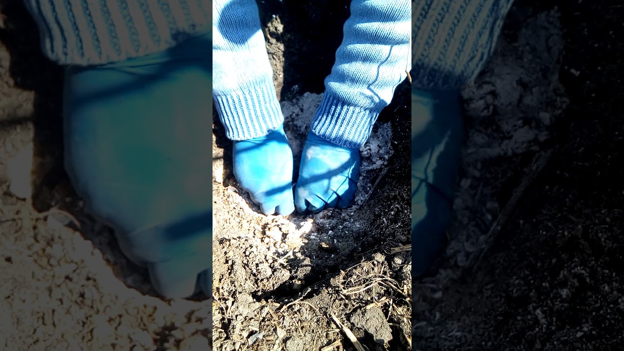 Лилия Мартагон или саранка весной. Эко-удобрение своими руками "Сельский коктейль"