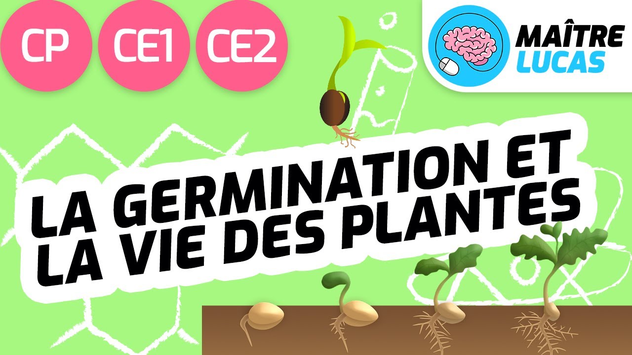 Présentation De La Séquence De Germination Des Plantes Et Du
