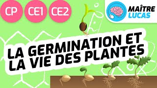 La germination et la vie des plantes CP - CE1 - CE2 - Cycle 2 - Cycle 3 - Questionner le monde