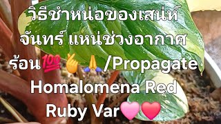 วิธีชำหน่อของเสน่ห์จันทร์ แหน่ช่วงอากาศร้อน💯🫰🙏/Propagate Homalomena Red Ruby Var🩷❤️