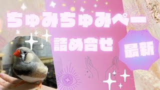 【にぎやかな鳥の声BGM】ちゅみちゅみ多めのちゅみちゅみぺー