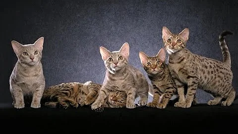 Video 318151: cross breed, cat