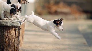 Puppies Scared Of Jumping Compilation 2014 [NEW] by TheCutenessCode 3,292 views 9 years ago 2 minutes, 43 seconds