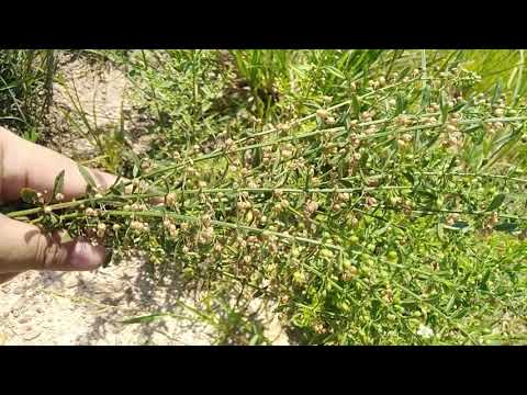 วีดีโอ: การปลูกสมุนไพรกล้าไม้ - เรียนรู้วิธีระบุสมุนไพรต้นแปลนทินสำหรับทำสวน
