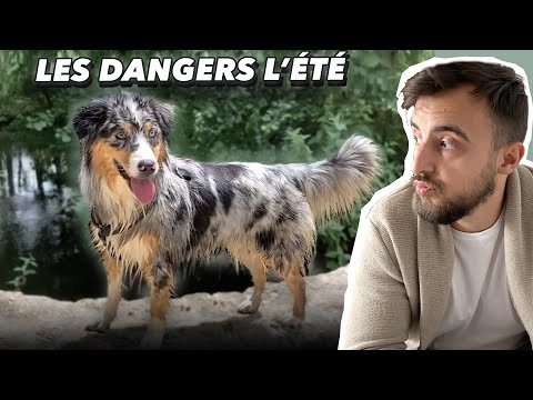 Vidéo: 4 dangers pour chiens d'été à éviter