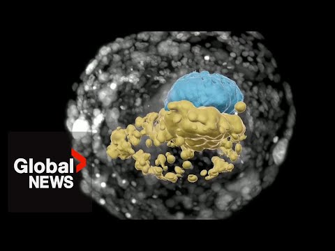 Scientists grow synthetic human embryo without eggs, sperm, or womb