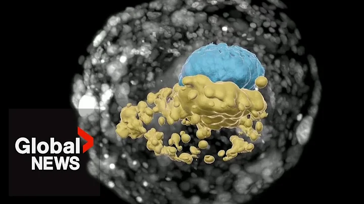 Scientists grow synthetic human embryo without eggs, sperm, or womb