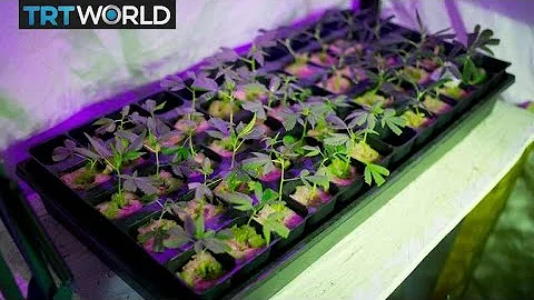 Hydroponic farming sprouting business in China | Money Talks