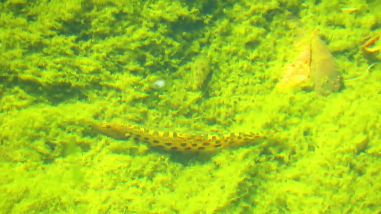 Verdemã (cobitis paludica) na Ribeira da Lage - Oeiras 2024.