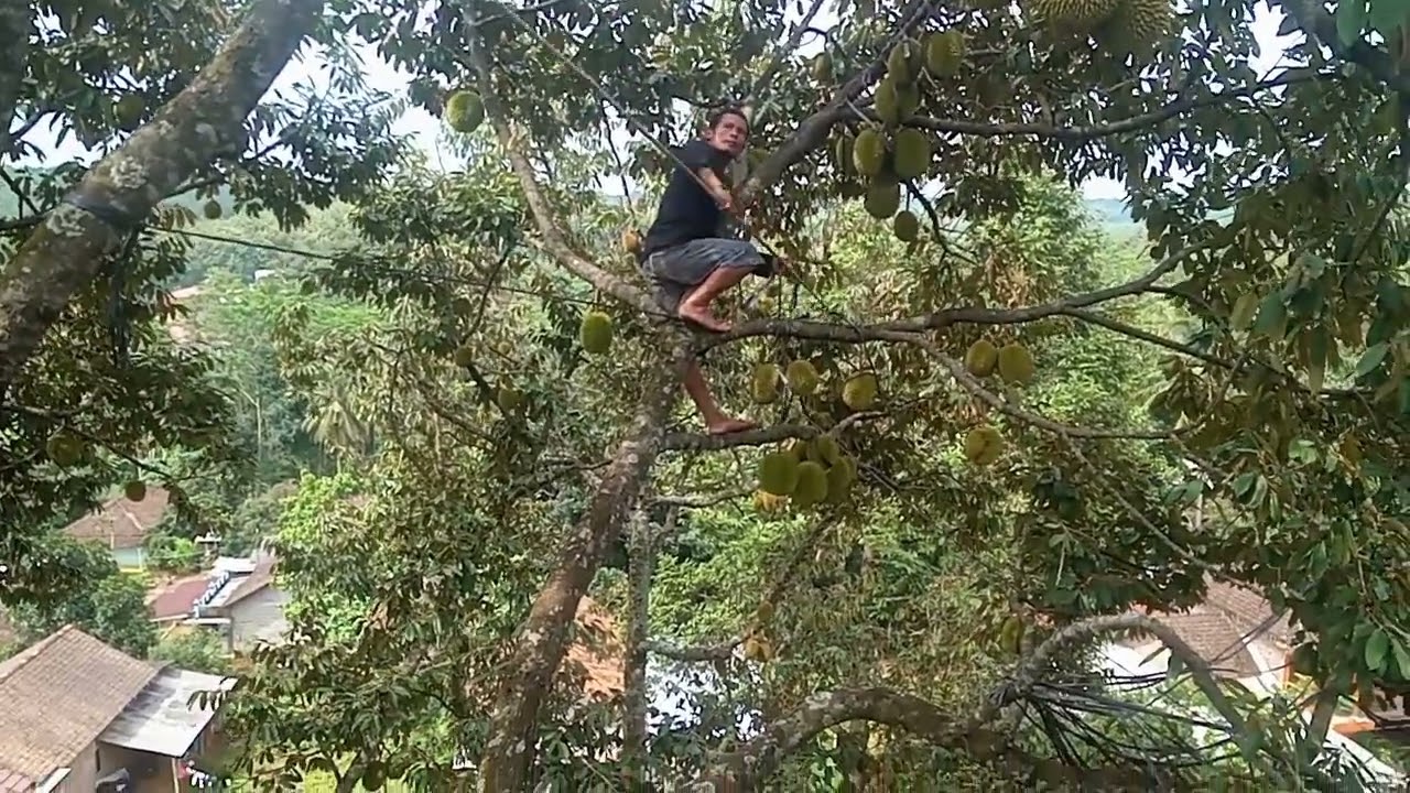 durian lokal super besar jenis Bagong