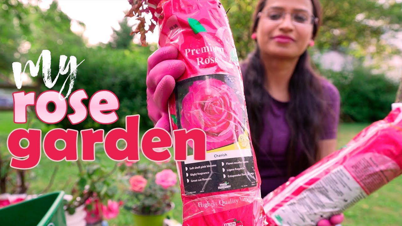 How to plant roses Summer Gardening YouTube