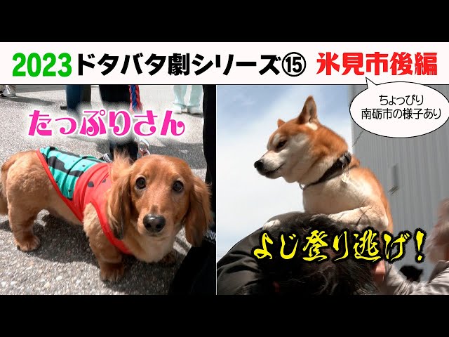 東京ファンミPR猟犬2枚 sddefault.jpg